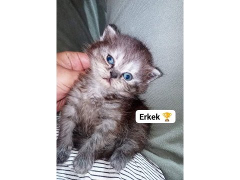 Longhair scottish chocolate ve white baby british longhair