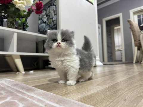 British shorthair ve longhair yavrular