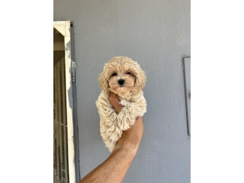 Kore kan maltipoo bebekler daha iyisi yok