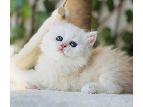 Safkan muazzam tip top kafa erkek british longhair