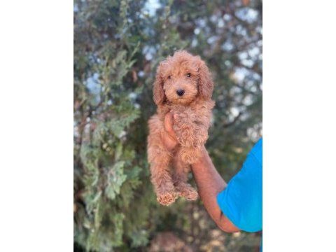 Orijinal maltipoo yavrular randevu alarak bakabilirsiniz