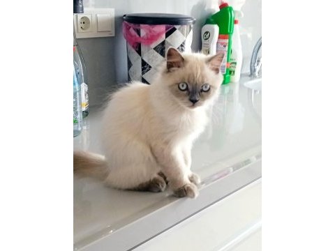 4 aylık blue point kedimiz yeni yuvasını arıyor