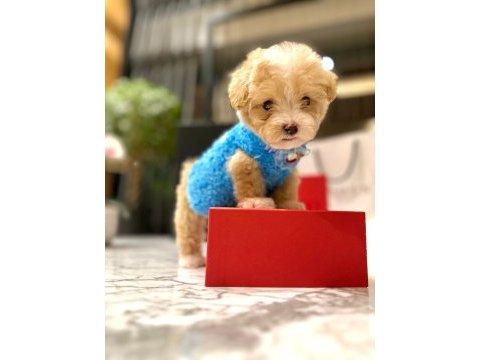 Korenin yakışıklısı 0 boy maltipoo maximilliano