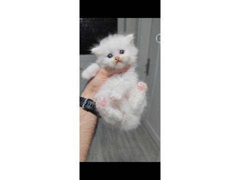 British longhair kedisi