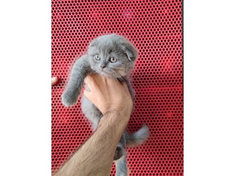 A kalite dişi erkek top kafa scottish fold yavrularımız