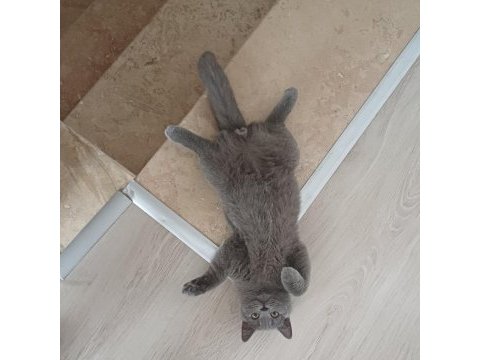 British shorthair oğluma eş arıyorum