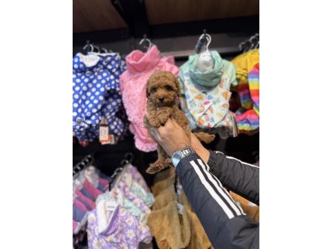 Toy poodle güzelliği