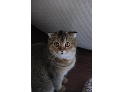Ücretsiz sahiplendirme scottish fold