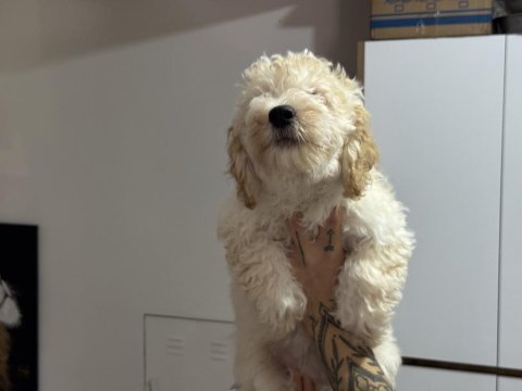 En güzel wc eğitimli maltipoo yavrularımız