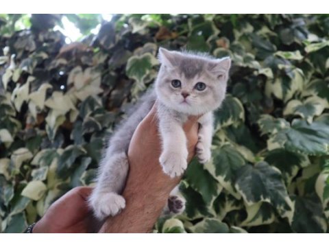 Baba full şecereli bebeklerim