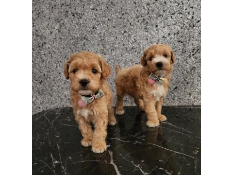 Toy poodle yavrularımız