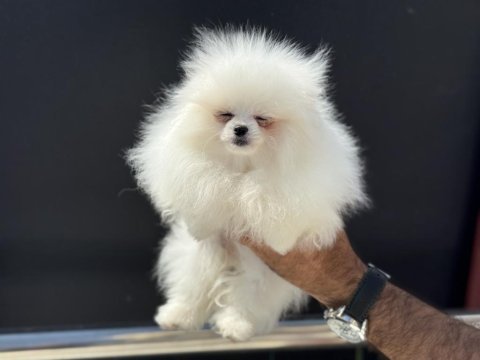 Petmode köpek çiftliğinden tea cup pomeranian