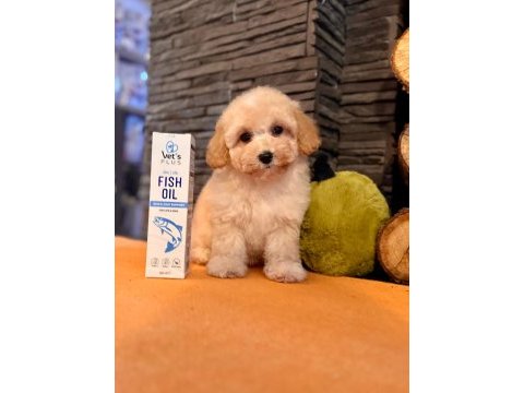 Apricot renkte poodle bebeklerimiz