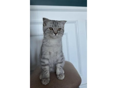 British shorthair erkek ve sevimli