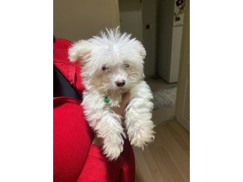 0 numara maltese terrier yavru