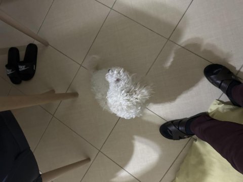 7 aylık yavru köpeğimiz