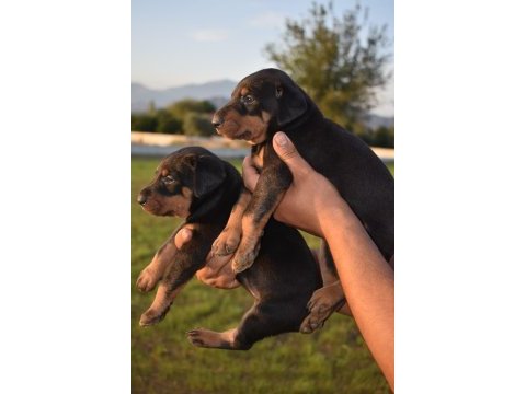 Europa doberman yavrular