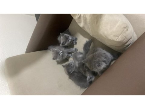British longhair ve shorthair