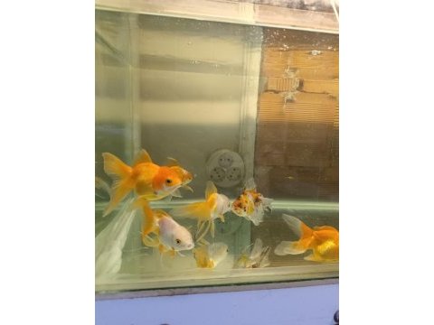 Oranda aslan bas japon balığı