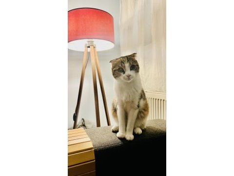 Sahiplendirmek scottish fold kedimizi