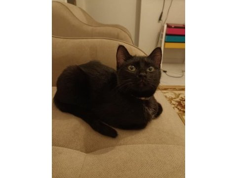 Kedimiz zeytin kızımız sahiplendirilecektir