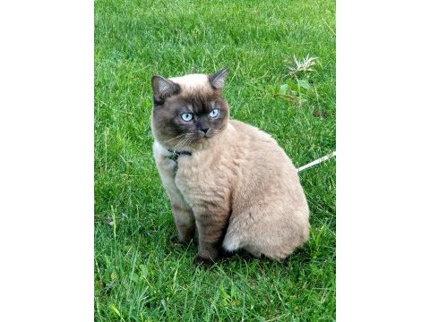 2 aylık british shorthair yavru kediler
