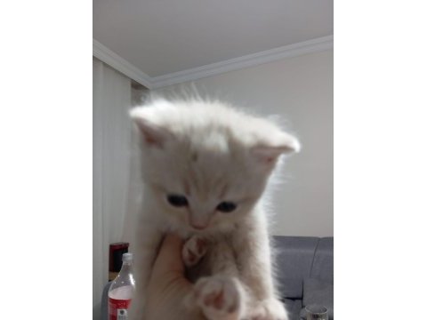 3 nisan doğumlu erkek british shorthair