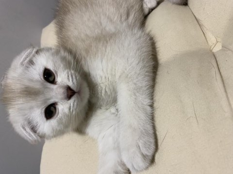 Yavru scottish fold