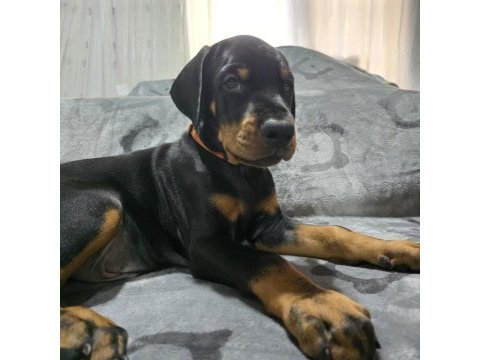 Teslime hazır doberman yavruları