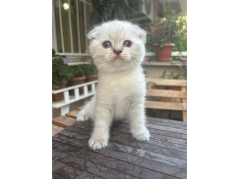 Güzel prensesimiz scottish fold blue point yuva arıyor