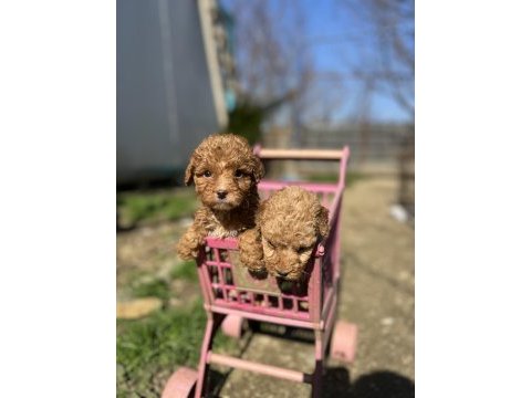 Toy poodle yavrularımız