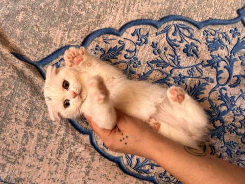 Scottish fold longhair
