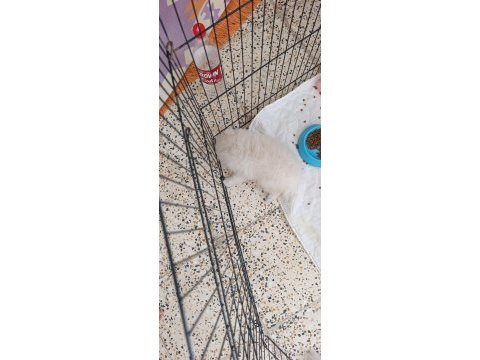 Pomeranian boo erkek ve dişi yavrularımız