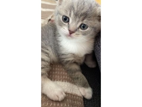 Scottish fold yavrular