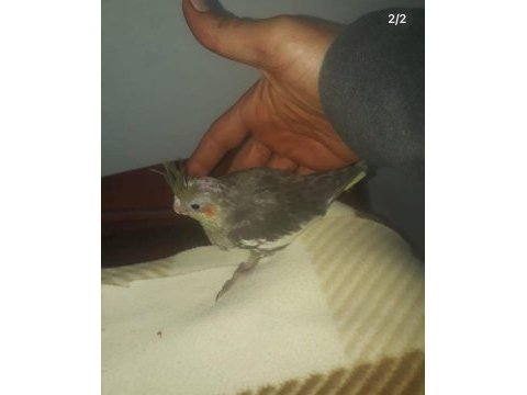 Yavru sultan papağanı bulunur damızlık çift bulunur