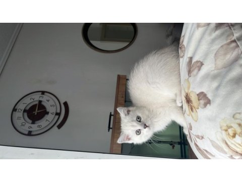 105 günlük british longhair