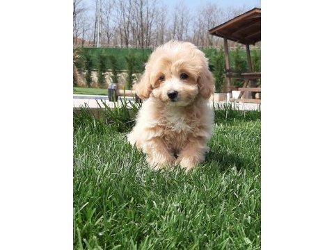 Zeki ve tüy dökmeyen karakteriyle maltipoo yavruları