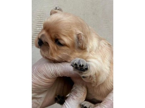 Fluffy french bulldog