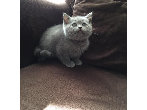 British shorthair yavru kediler
