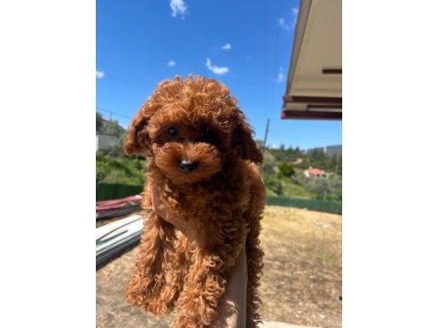 Toy poodle yavrularımız