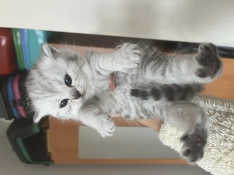 Sevimli scottish fold kulaklar