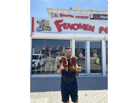 Renk renk orjinal toy poodle yavrularımız güncel ankara