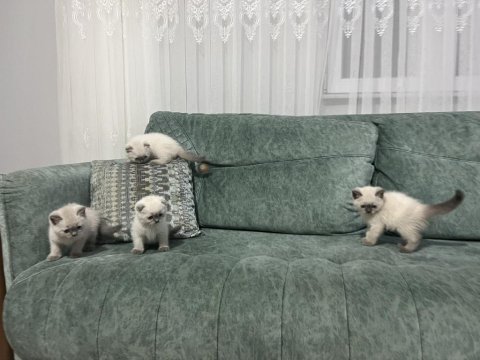 2 aylık blue point yavrularımız sahiplendirilecektir