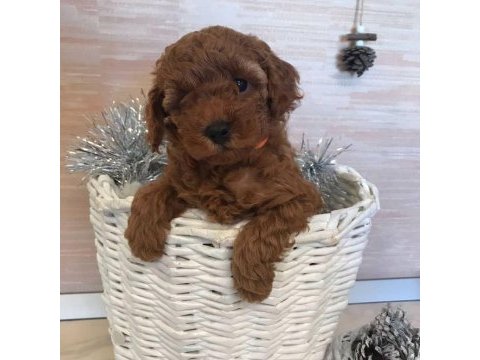 Efsane toy poodle yavruları