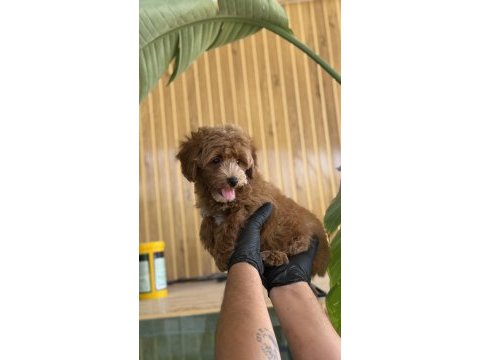 Maltipoo yavruları