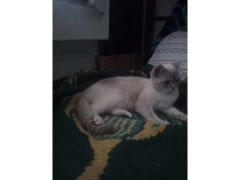 British shorthair 1 yaşında