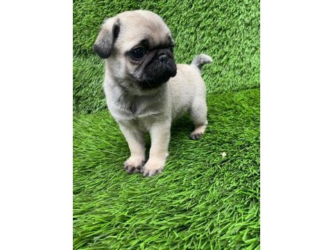 Pug mops muhteşem pug güzeller