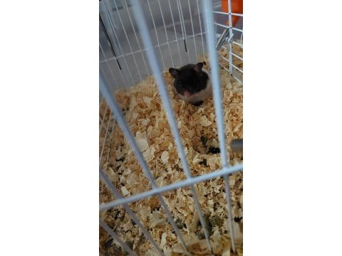 6 adet hamster