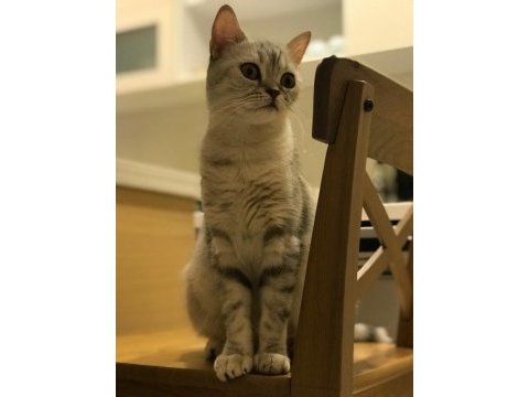 British shorthair anne oğul