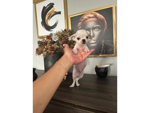 Chihuahua elma kafa ped eğitimi var 58 günlük